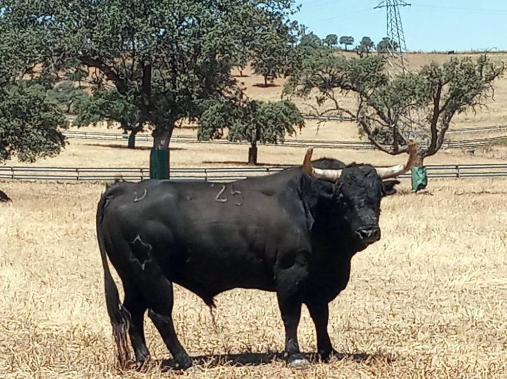 Inspector (Jandilla). Número 25. 570 kg.