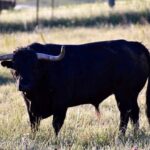 Cartucho (La Palmosilla). Número 50. Noviembre 2015. Capa: negro