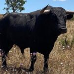 Toros de Antonio R. Brito Paes para 2020