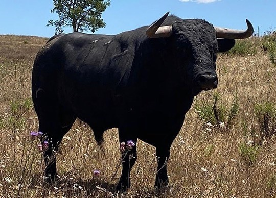 Toros de Antonio R. Brito Paes para 2020