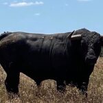 Toros de Antonio R. Brito Paes para 2020