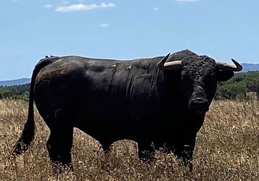 Toros de Antonio R. Brito Paes para 2020