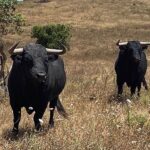 Toros de Antonio R. Brito Paes para 2020