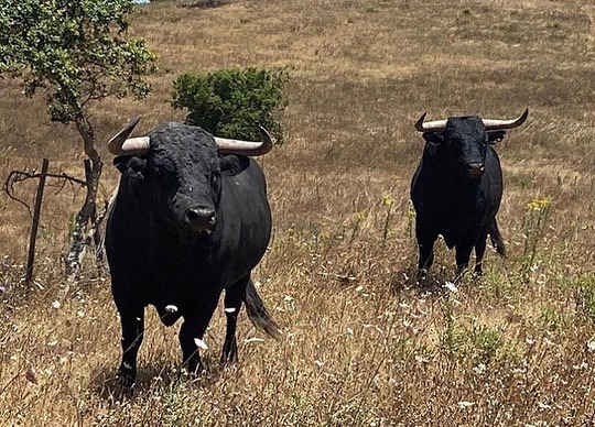 Toros de Antonio R. Brito Paes para 2020