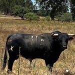 Toros de Antonio R. Brito Paes para 2020