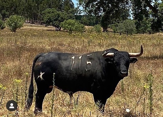 Toros de Antonio R. Brito Paes para 2020