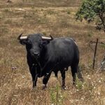 Toros de Antonio R. Brito Paes para 2020