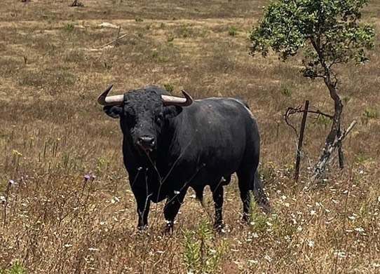 Toros de Antonio R. Brito Paes para 2020