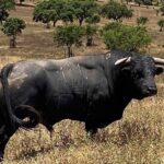 Toros de Antonio R. Brito Paes para 2020