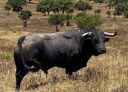 Toros de Antonio R. Brito Paes para 2020