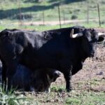 Caratino (La Palmosilla). Número 2. Septiembre 2015. Capa: negro