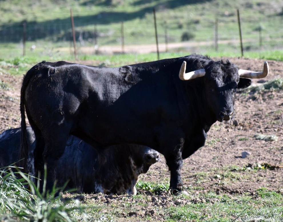 Caratino (La Palmosilla). Número 2. Septiembre 2015. Capa: negro