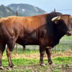 Pedante (La Palmosilla). Número 15. Noviembre 2015. Capa: castaño