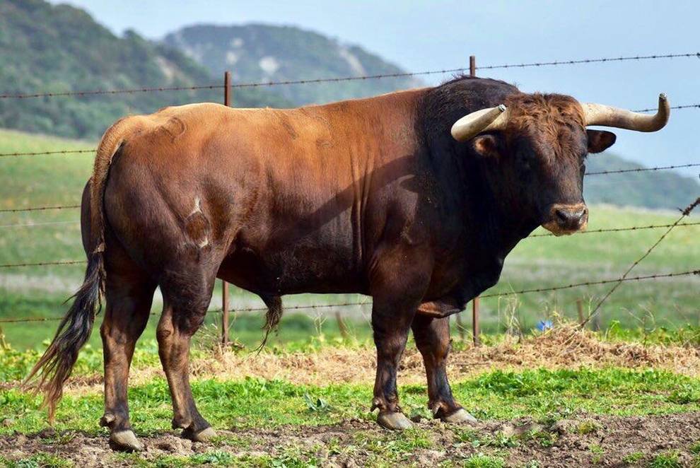 Pedante (La Palmosilla). Número 15. Noviembre 2015. Capa: castaño