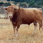 Enojado (Victoriano del Río). Número 126. 565 kg. Capa: colorado