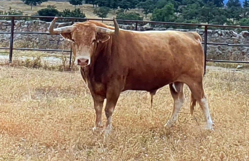 Enojado (Victoriano del Río). Número 126. 565 kg. Capa: colorado