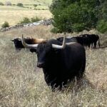 Escudero (Victoriano del Río). Número 107. 595 kg. Capa: negro mulato