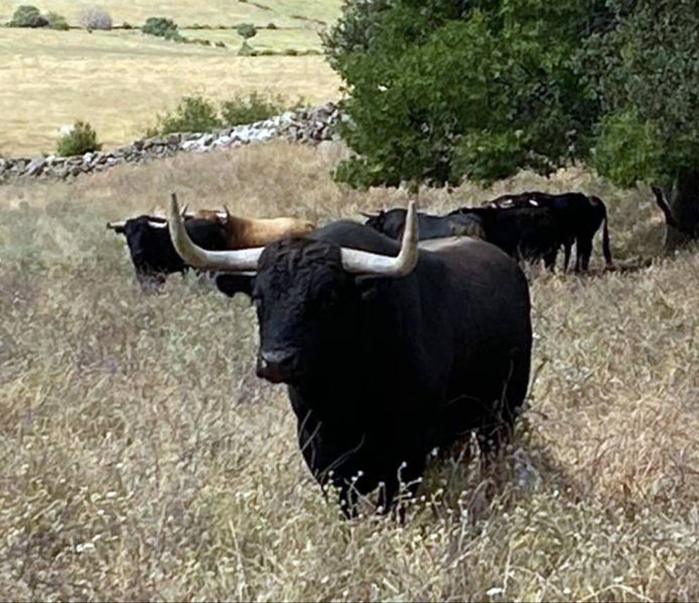 Escudero (Victoriano del Río). Número 107. 595 kg. Capa: negro mulato