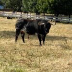 Lastimado (Victoriano del Río). Número 132. 615 kg. Capa: negro burraco
