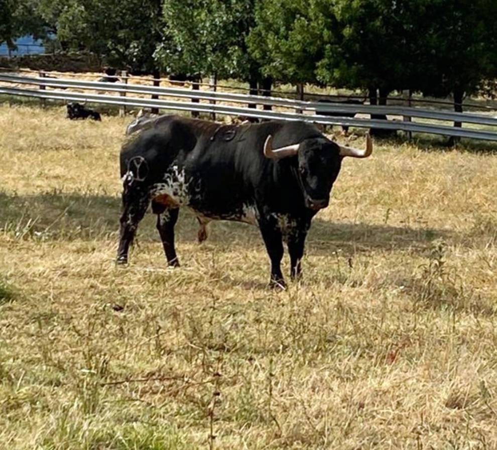 Lastimado (Victoriano del Río). Número 132. 615 kg. Capa: negro burraco