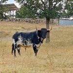 Maleado (Victoriano del Río). Número 113. 580 kg. Capa: negro