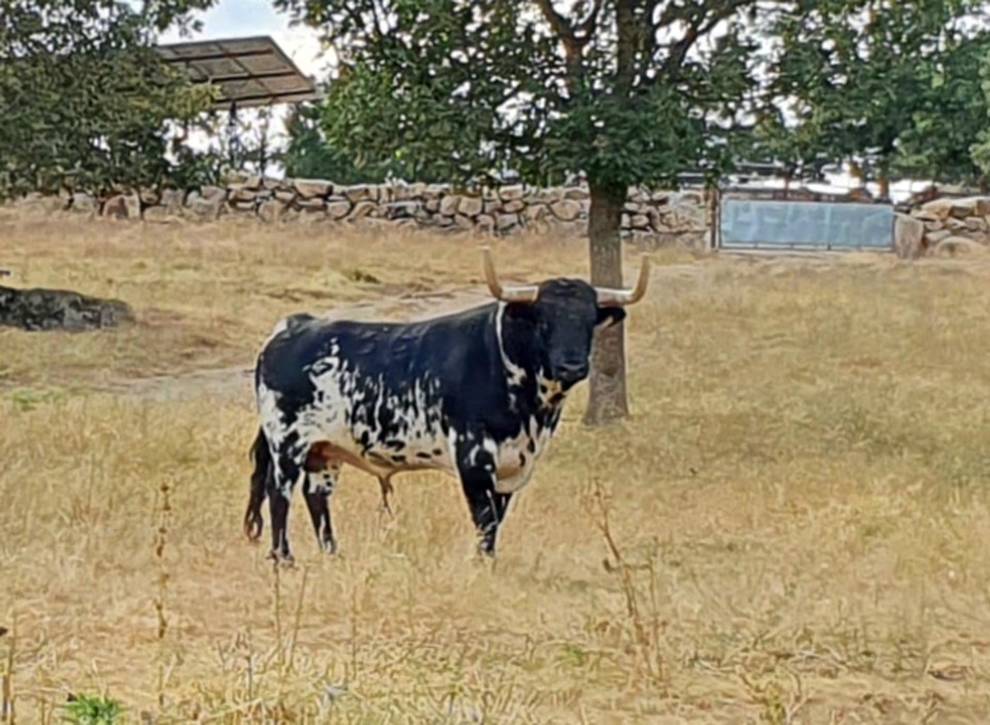 Maleado (Victoriano del Río). Número 113. 580 kg. Capa: negro