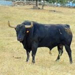 Candidato (Victoriano del Río). Número 36. 610 kg. Capa: negro burraco