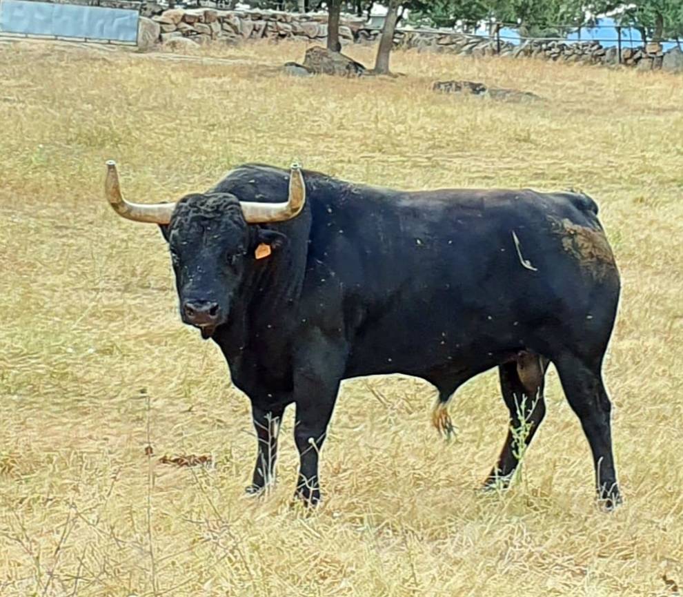 Candidato (Victoriano del Río). Número 36. 610 kg. Capa: negro burraco