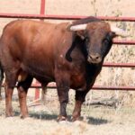 Toros de El Torero para Plasencia