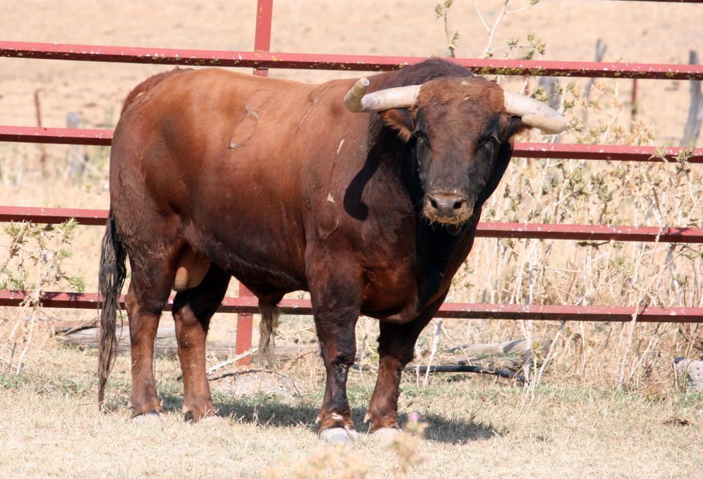 Toros de El Torero para Plasencia