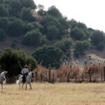 Tentadero de machos en la ganadería de Murube