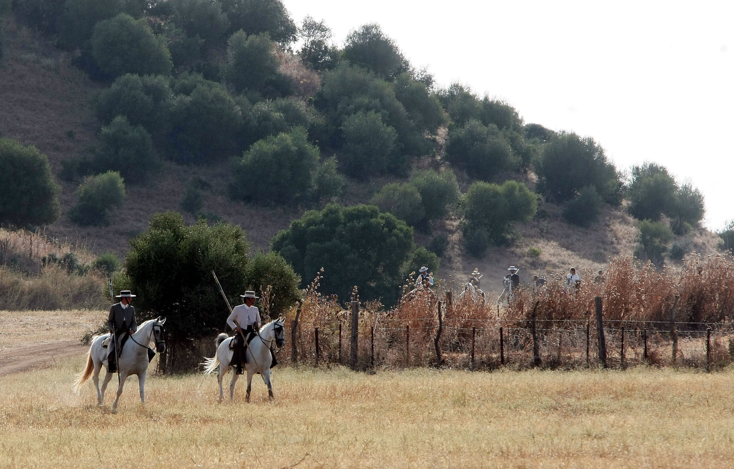 Tentadero de machos en la ganadería de Murube