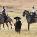 Tentadero de machos en la ganadería de Murube