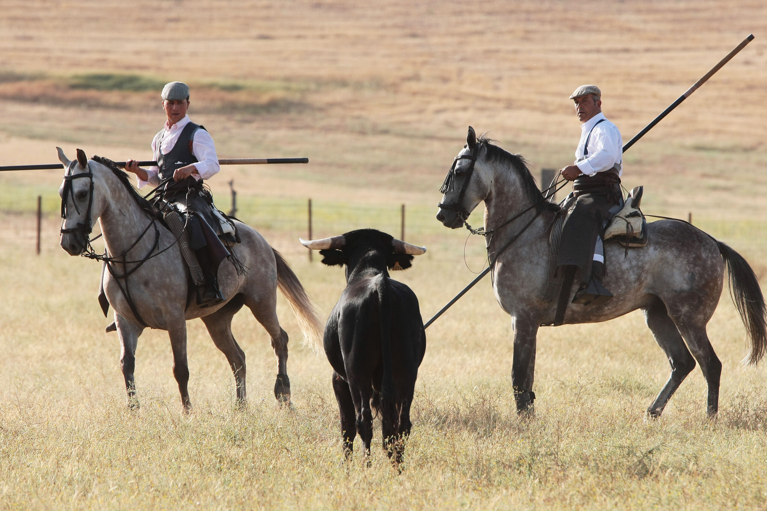 Tentadero de machos en la ganadería de Murube