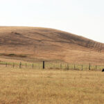 Tentadero de machos en la ganadería de Murube