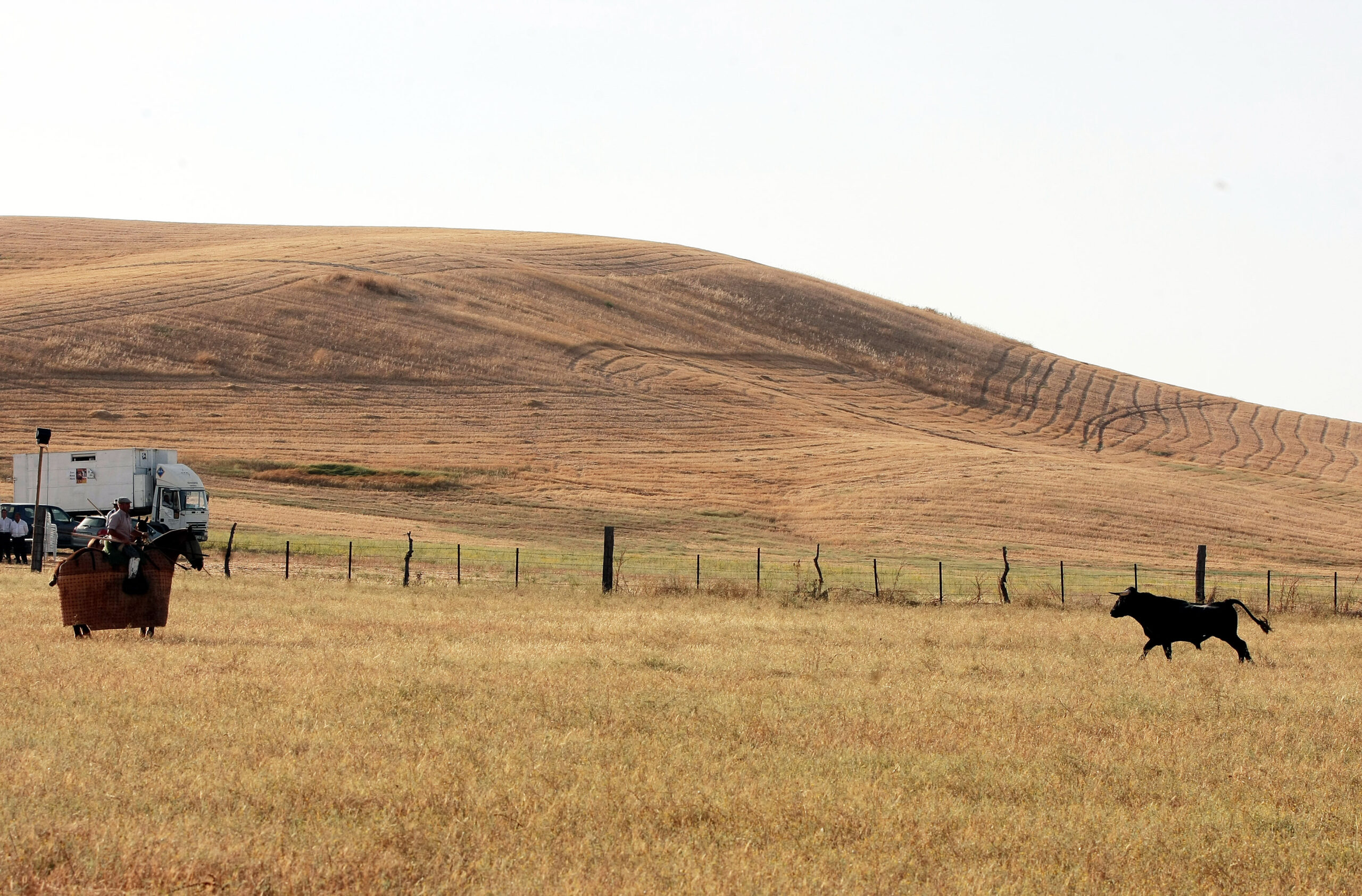 Tentadero de machos en la ganadería de Murube