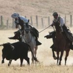 Tentadero de machos en la ganadería de Murube