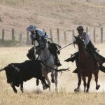 Tentadero de machos en la ganadería de Murube