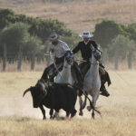 Tentadero de machos en la ganadería de Murube