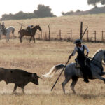 Tentadero de machos en la ganadería de Murube