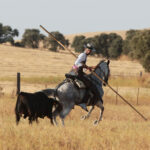 Tentadero de machos en la ganadería de Murube