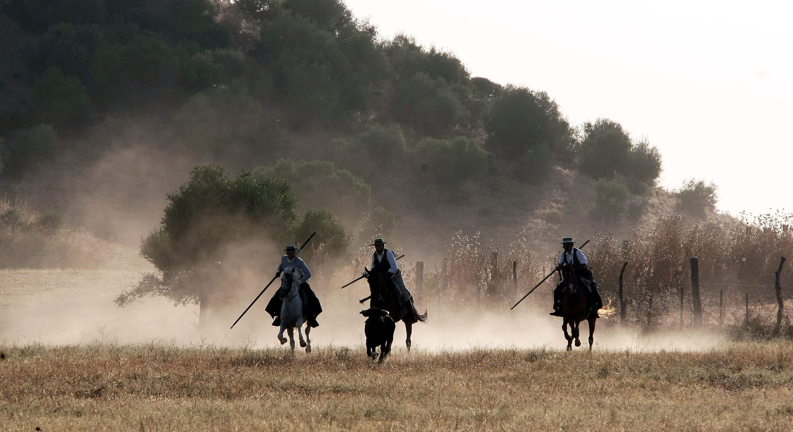 Tentadero de machos en la ganadería de Murube