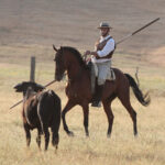 Tentadero de machos en la ganadería de Murube