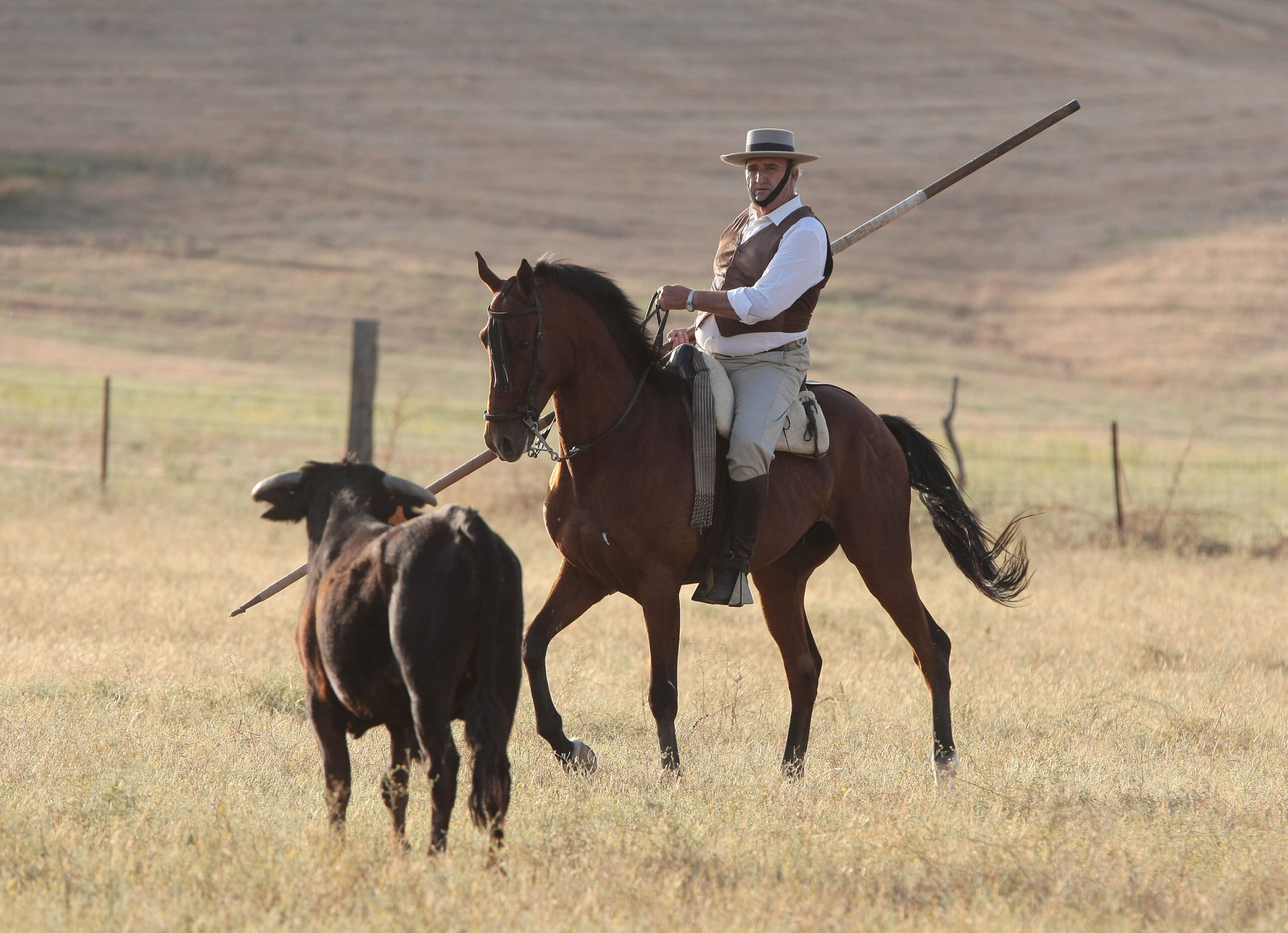 Tentadero de machos en la ganadería de Murube