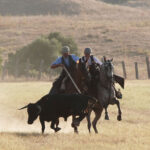 Tentadero de machos en la ganadería de Murube