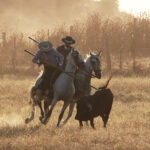 Tentadero de machos en la ganadería de Murube