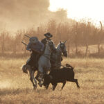 Tentadero de machos en la ganadería de Murube