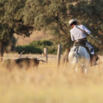 Tentadero de machos en la ganadería de Murube
