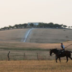 Tentadero de machos en la ganadería de Murube
