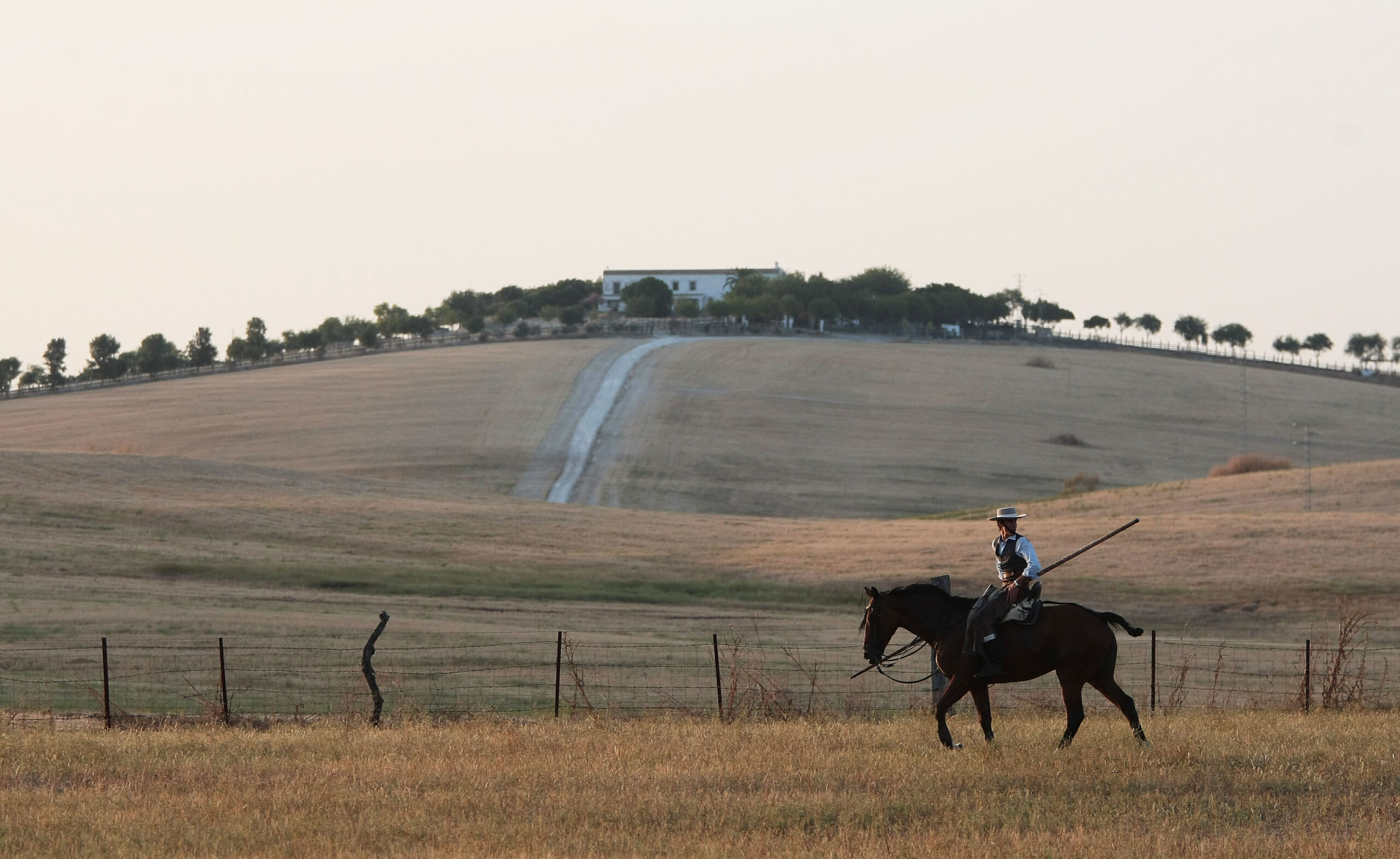 Tentadero de machos en la ganadería de Murube
